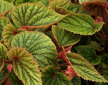 B. ‘Little Frosty’